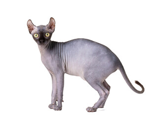Purebred sphinx cat with elf ears isolated on white background