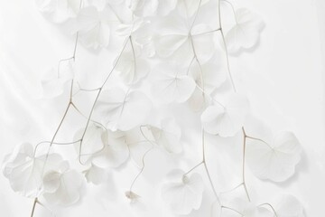 A close up of a bunch of white flowers. Barely there florals on white background. White lunaria flowers