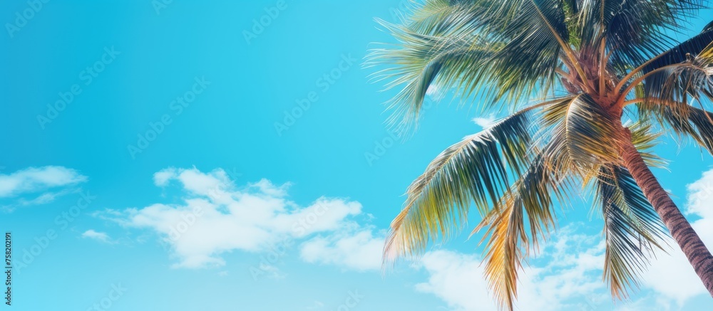 Poster Tranquil Palm Tree Casting Swaying Shadows on Serene Beach Under Clear Azure Sky