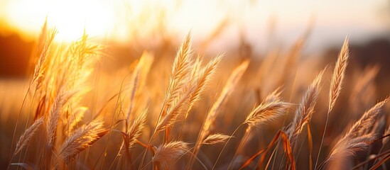 Golden Wheat Fields in the Warm Glow of Sunset: Rural Farming Landscape Beauty