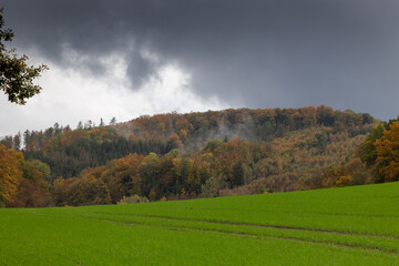 Fototapeta premium Foggy forest. Dense pine forest in the morning mist on an autumn day in the Sauerland