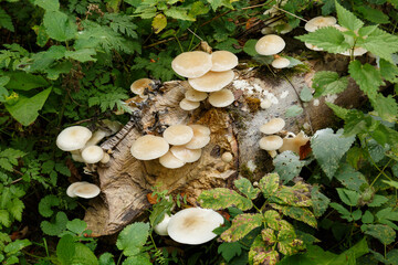 Baumpilze begegnet auf der Schwäbischen Alb