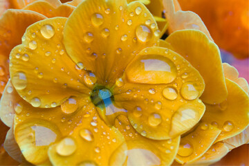 Wassertropfen auf den Blüten einer gelben Primel -Frühjahr im Garten