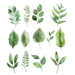 Foto op Plexiglas Green watercolor foliage collection, botanical illustrations on white background © FLAFFY
