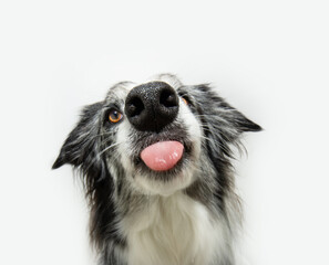 Hungry merle border collie dog licking its lips with tongue. Isolated on white background