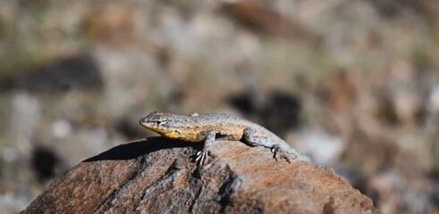 Lizard on the rock.