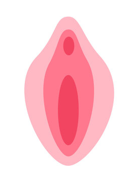 Vulva with vagina, labia minora, labina majora, clitoris and urinary meatus. Simple vector illustration of woman and female sex organ isolated on white.	