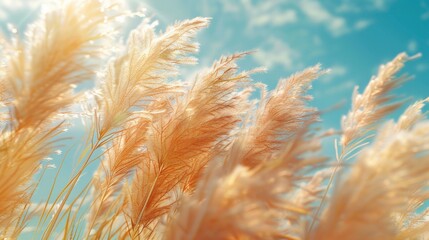Detailed close up of tall grass, suitable for nature backgrounds - obrazy, fototapety, plakaty