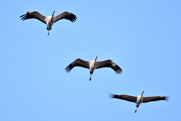 Drei Kraniche im Flug vor blauem Himmel (Großaufnahme)