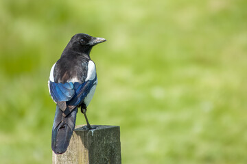 portrait of The Eurasian Magpie thought to rank amongst the worlds smartest creatures perched on a fence post with a blurred green background