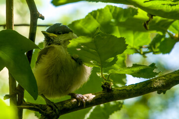male blackcap sylvia atricaplla perched in a tree