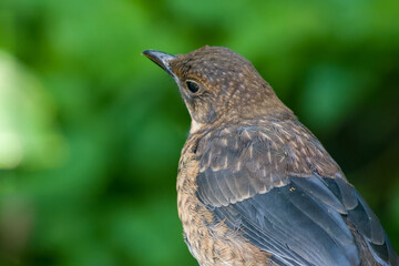 close up portrait of female Blackbird Turdus merula