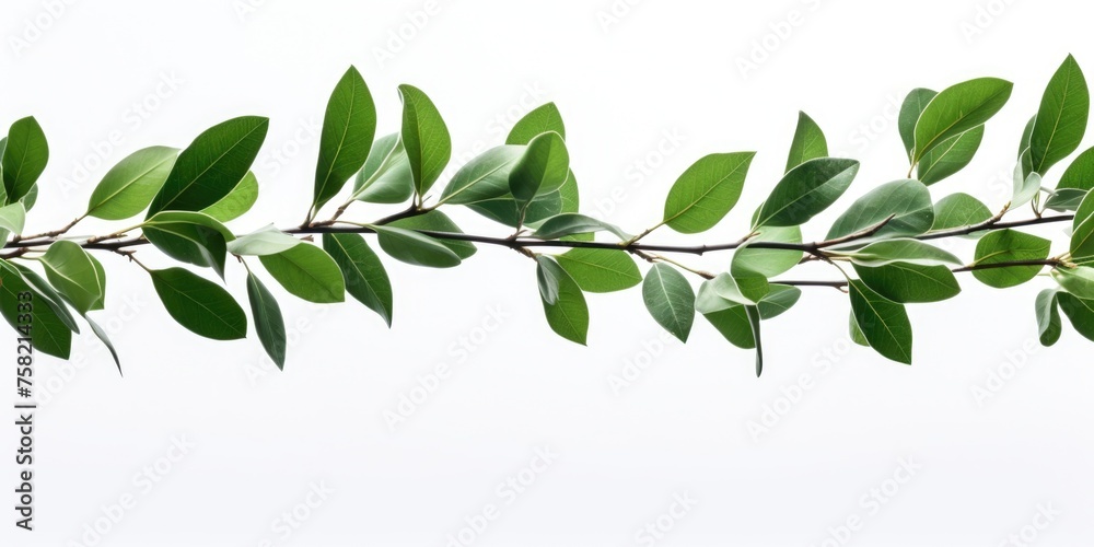 Poster a branch with green leaves on a white background. perfect for nature concepts