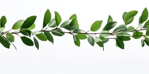 A branch with green leaves on a white background. Perfect for nature concepts