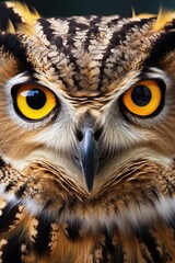 Close-up of an owl's face. Suitable for nature and wildlife themes