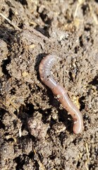 close up of a worm