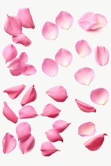 Pink rose petals scattered on a clean white background. Suitable for various romantic concepts
