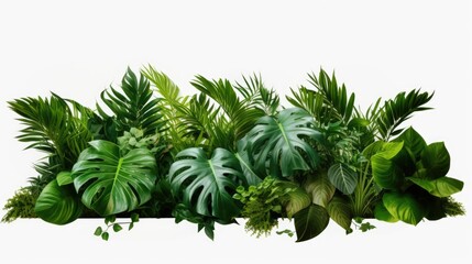 A group of tropical plants on a clean white background. Perfect for botanical designs
