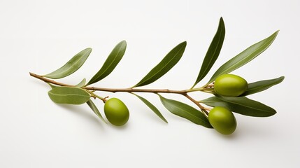 Olive branch with ripe and delicious olives cut out.

