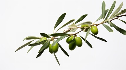 Olive branch with ripe and delicious olives cut out.

 - obrazy, fototapety, plakaty