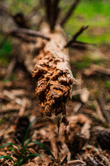 Broken Tree Trunk on the Forest Soil Ground