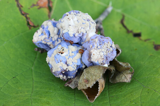 Monilinia fructigena, a plant pathogen causing brown rot blossom blight disease on damson plums, Prunus domestica subsp. insititia
