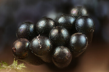 Wasp nest slime mold, Metatrichia vesparium, microscope image
