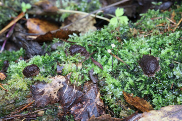 Siphoptychium reticulatum, a slime mold from Finland, no common English name