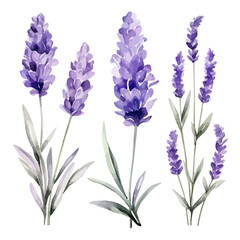 watercolor Painting Illustration of a set purple lavender flowers with leaves, isolated on a white background, Drawing art clipart, Illustration and Vector, Graphic Painting. - obrazy, fototapety, plakaty