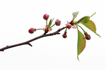 Close-up of a cherry tree branch with beautiful pink flowers. Perfect for spring-themed designs