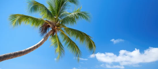 Foto op Plexiglas Serenity Under the Palm: Tropical Tree Silhouette Against Vivid Blue Sky © vxnaghiyev