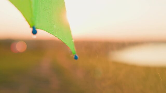 Water drips gracefully from parasol closeup. Park comes alive with vibrant colors of umbrella and soothing sounds of rain. Tiny messenger of renewal