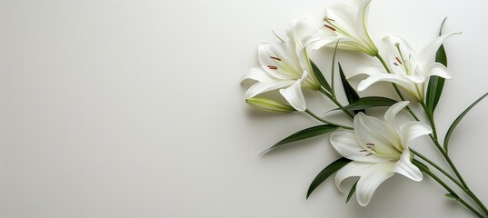 Fototapeta na wymiar Funeral lily displayed on a white background with ample space provided for text placement