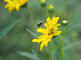 Bee landing on yellow flower
