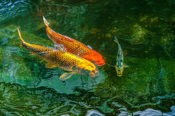 A koi swims on the surface of a pond