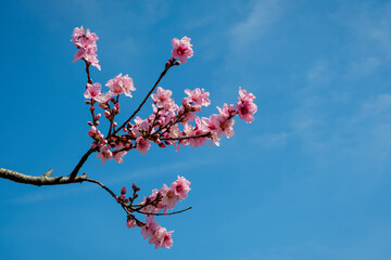Pink peach blossom branch against a blue sky with copy space