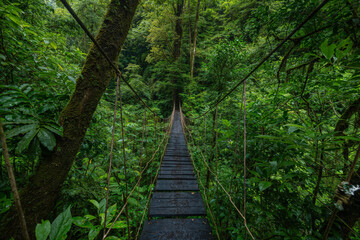 suspension bridge in the rainforest