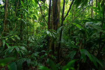 Tropical rainforest
