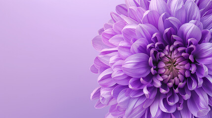Beautiful purple flower on purple background with copy space, banner design. very detailed