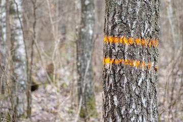 tree trunk with yellow paint marking in forest or woods. Paint-marked tree in the forest to be cut down.