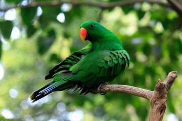 Nuri Bayan (Eclectus Roratus), a parrot with intelligence to imitate human voices. Birds habitat is in the forests of Maluku and Papua, populations are threatened.