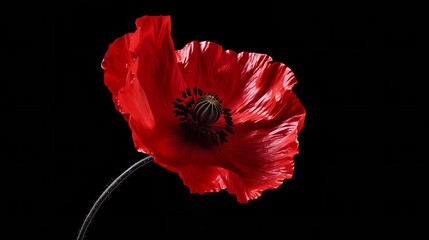 Red poppy flower on black background. Remembrance Day symbol.

