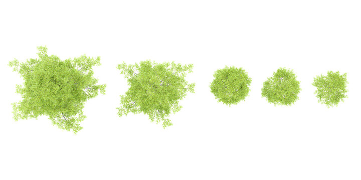 Jungle Willow oak trees shapes cutout 3d render from the top view
