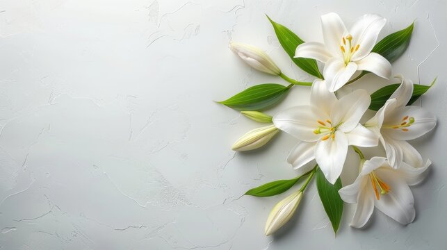 Funeral lily isolated on white background with generous space for text placement