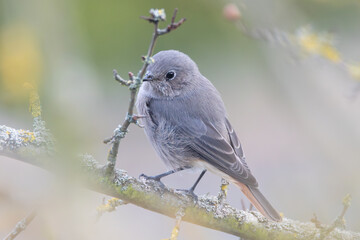 Black Redstart