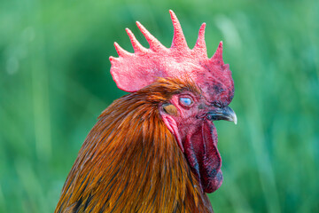 portrait of a rooster