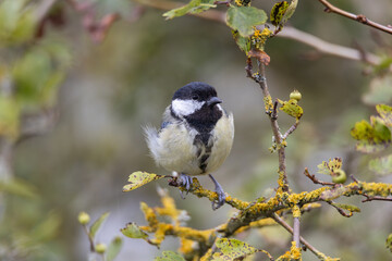 great tit on a branch