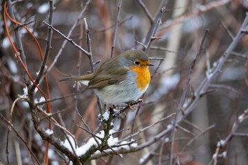robin in snow