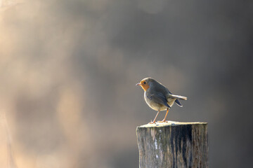 robin on a branch
