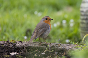 robin in the grass